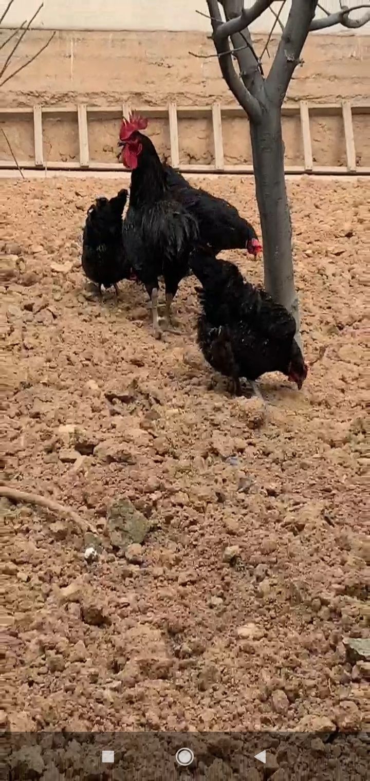 Qora shaxzoda tuxumlari sotiladi. Manzil Toshkentda