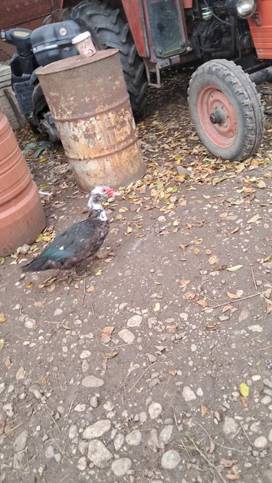 Trei rățoi de vânzare