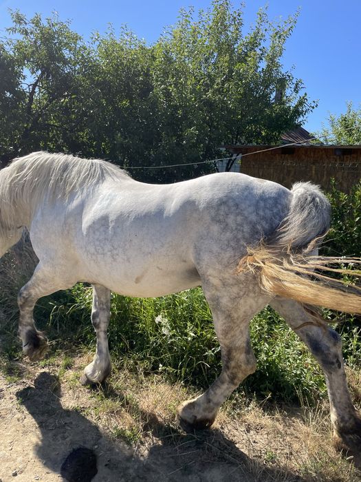 Vand armasar de noua ani