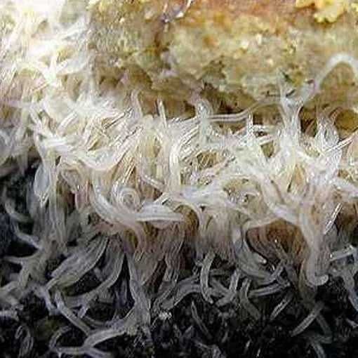 Culturi matura Microviermi, Grindal HRANA VIE pentru PESTI