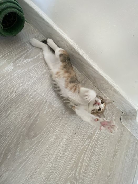 Кошка даром, 3 месяц