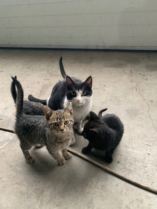 Donez pui de pisică