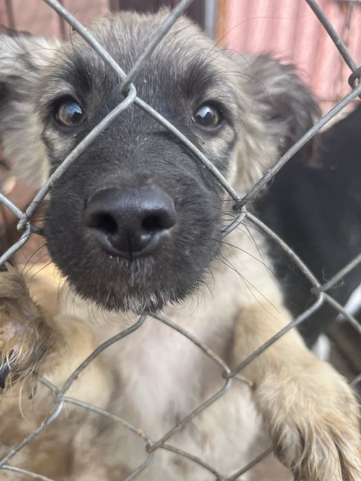 Отдам щенков в добрые рукии