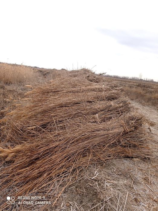 Камиш Екан сотилади доставка бор