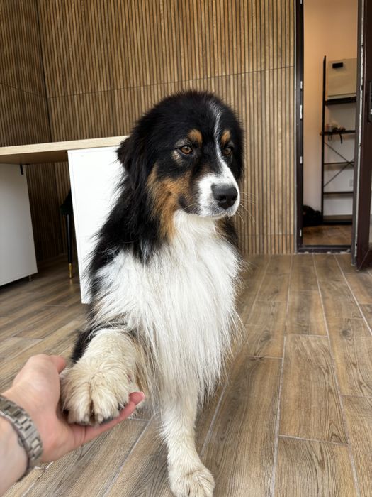 Frizerie canina / infrumusetare canina / grooming catei