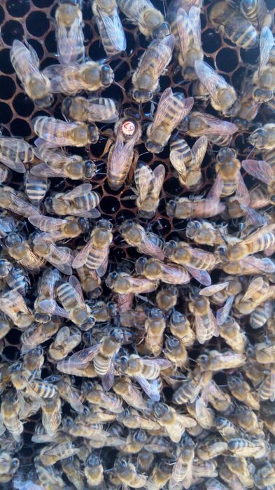 Пыльца цветочная гулчанг