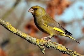 Canari de cantec