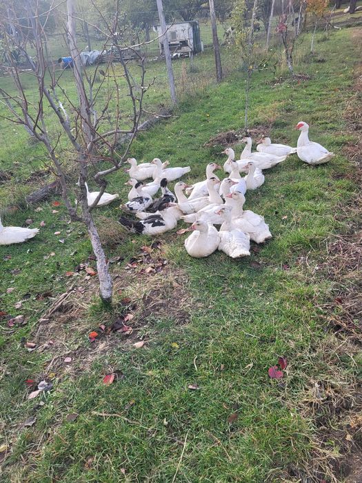 Vand rate mute,  foarte frumoase