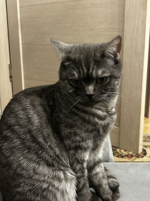 отдам пародистую кошку девочку в хорошие руки