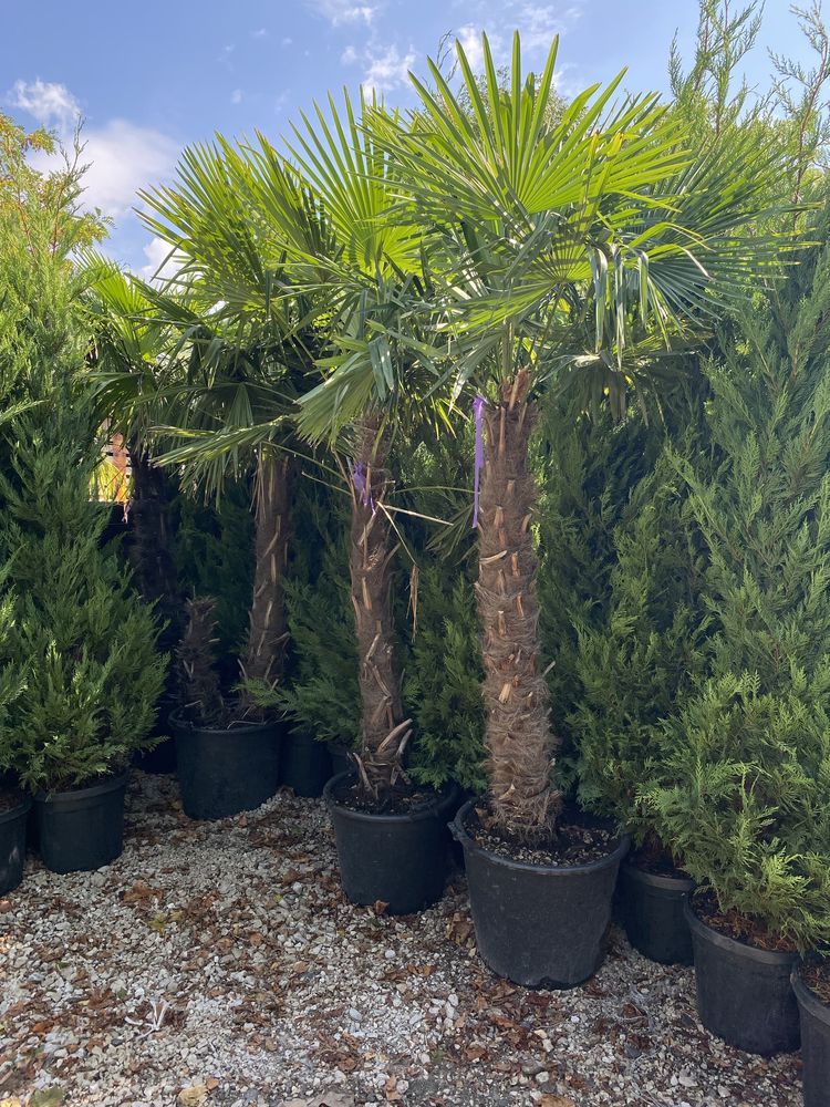 Palmier fortunei cycas humilis etc