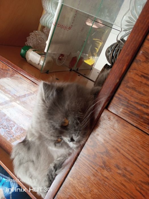 Skotish fold mushuk sotiladi