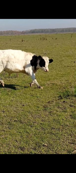 Vând 6 tăurași și 4 vitele Bragadiru Teleorman