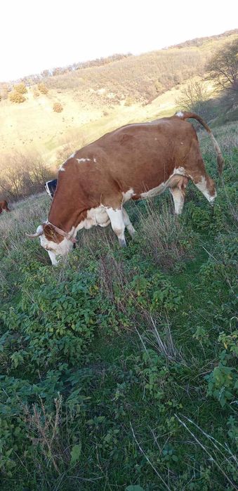 De vânzare vaca de 4 ani cu 2 viței tăurasi