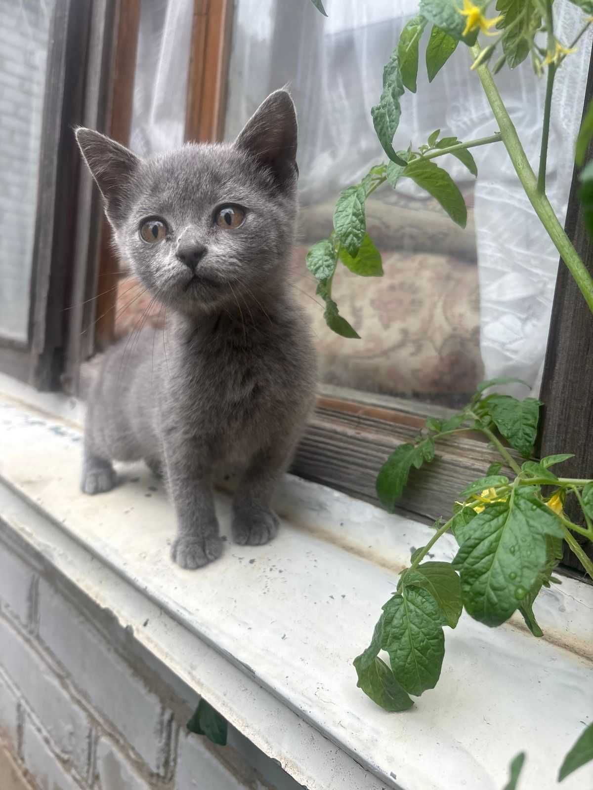 Дарю чудо котёнка девочку