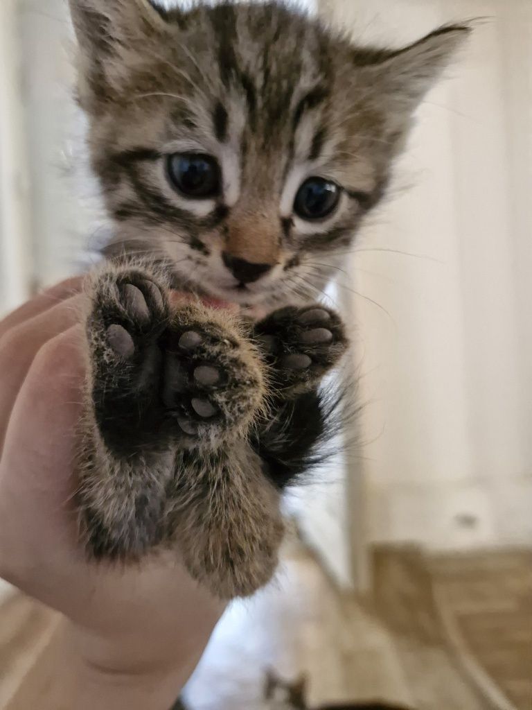 Котятки  отдам в хорошие руки