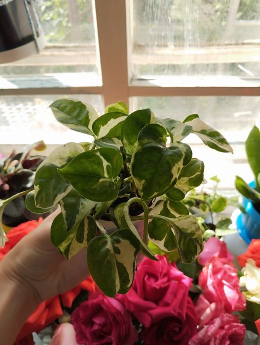 Сциндапсус энджой