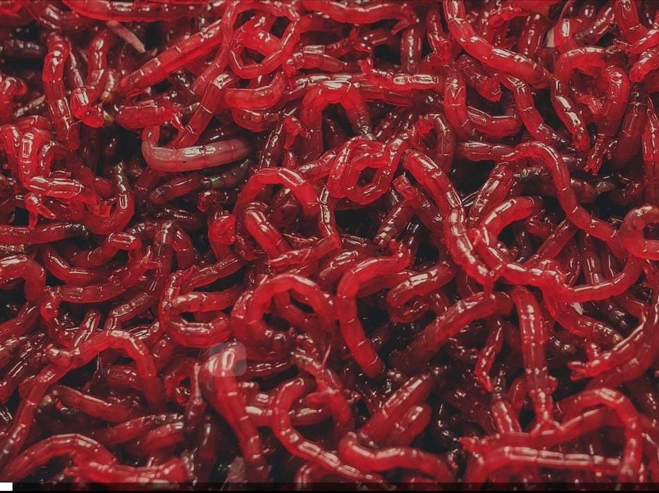 Мотыль, бармаш,  живец, опарыш