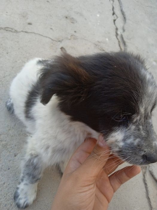 Toza kuchuk ovchi