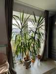 Vand planta Yucca 1.7 m inaltime