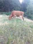 Vaca cu vitel de vanzare