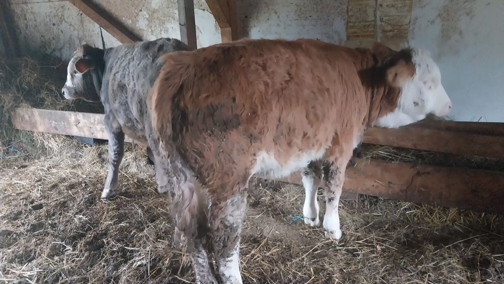 Vând doi viței înțărcati