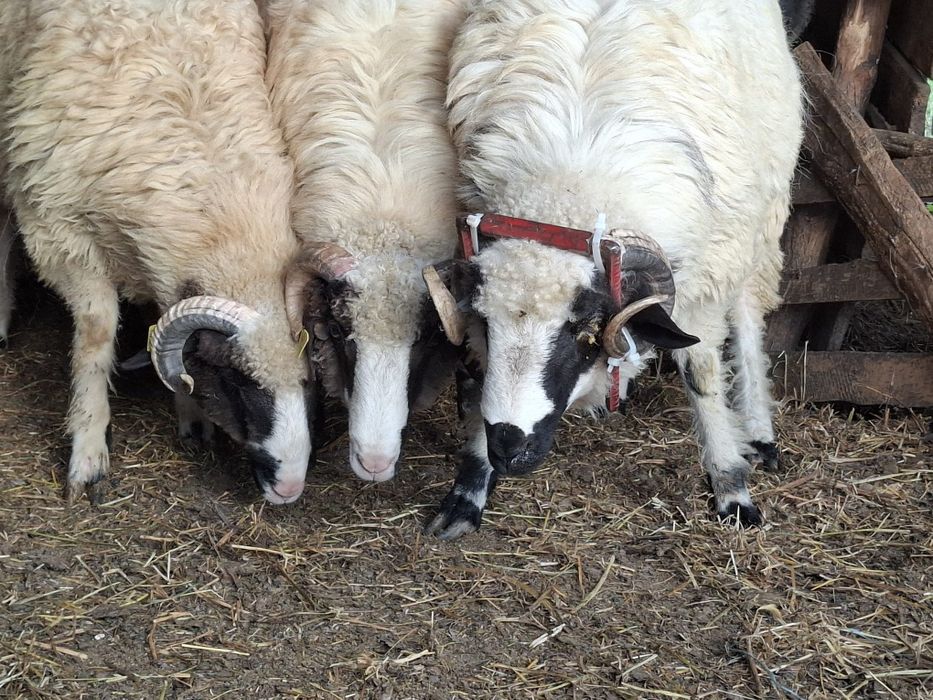 Berbeci miori și noatini