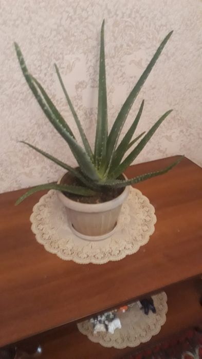 Продам комнатные цветы