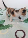 Маленький кошка девочка