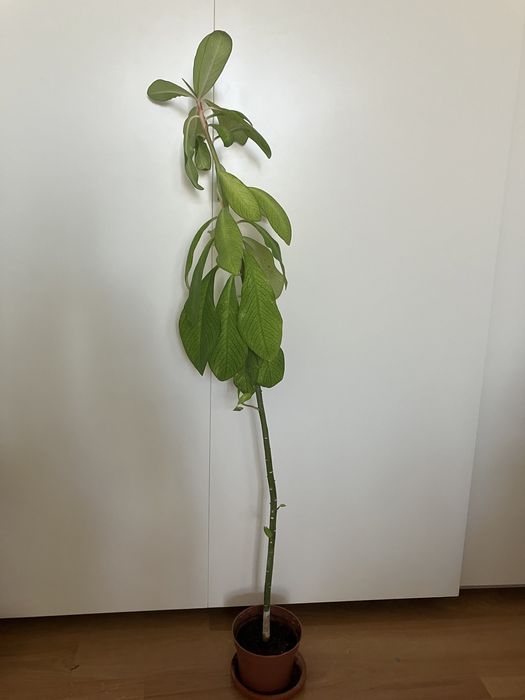 Doua plante de cauciuc