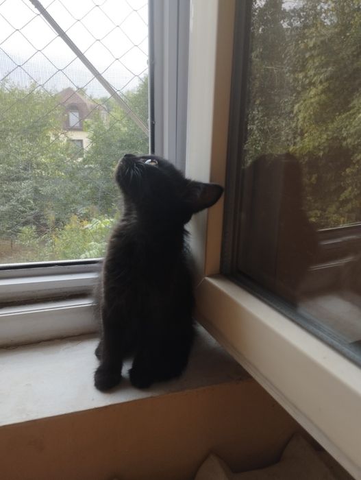Домашняя Передержка кошек, зоогостиница
