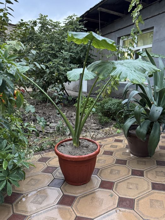 Manzarali ofisni fil quloq gul