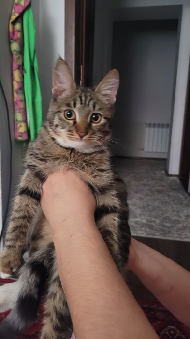 Уй мушуки ургочи акилли кизикувчан горшока ургатилган чиройли соглом б