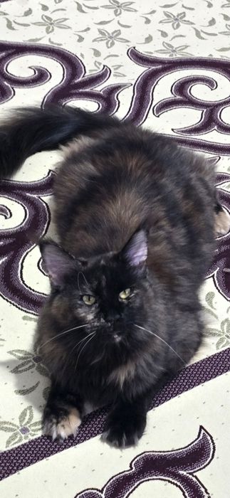 Мейкун  кошка,молодая,котят ещё  не было