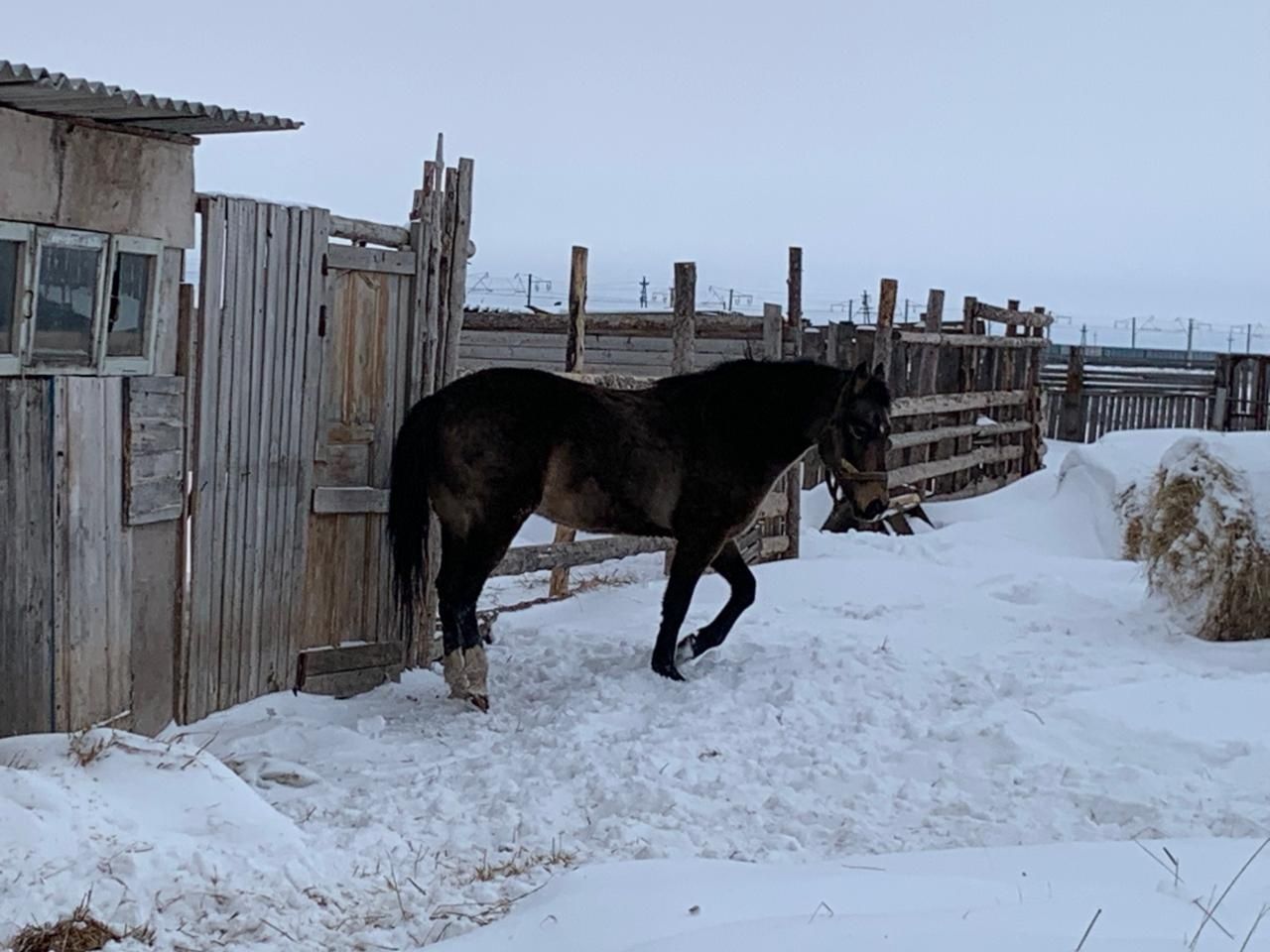 Продам жеребца Ахалтекинец