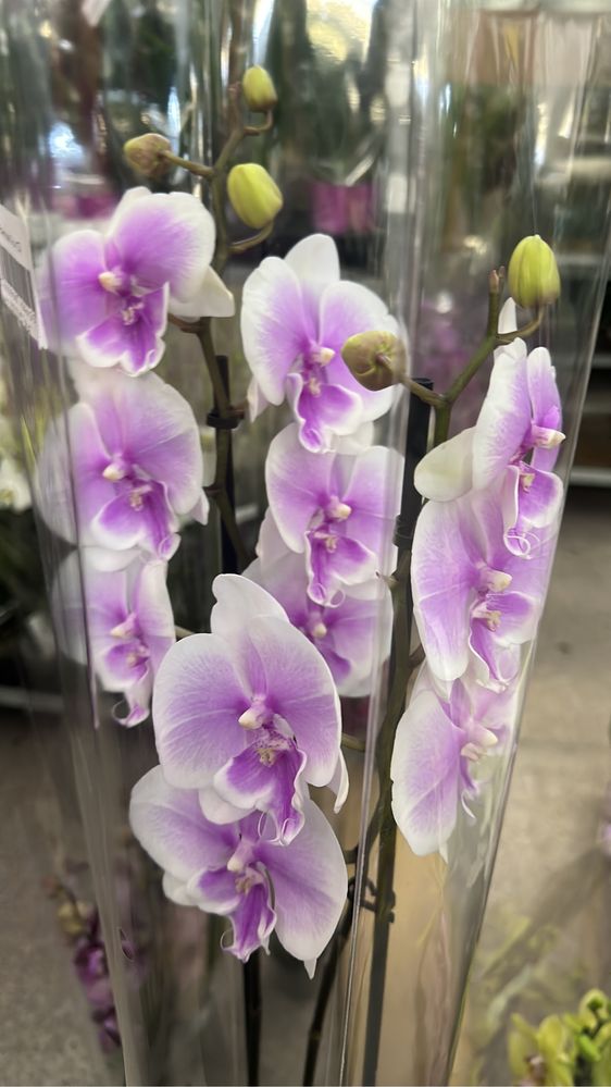 Королевских орхидеи