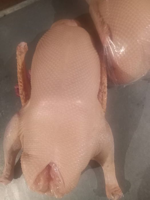 Продам Домашних гусей!