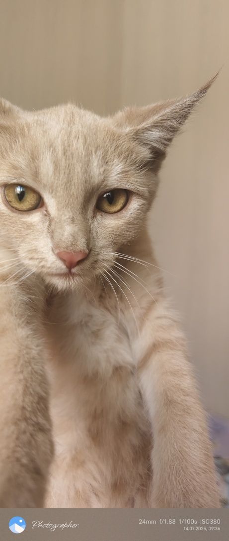 Рыжик котенок возраст 3мес