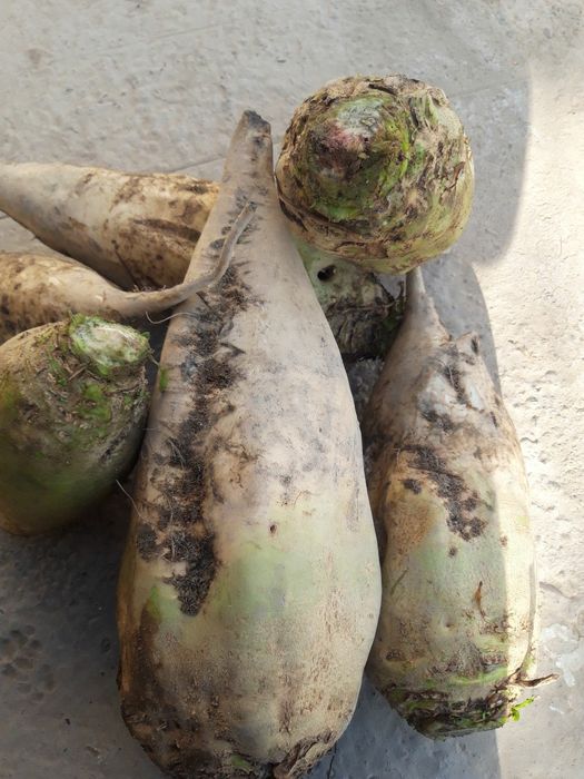 Кормавой лавлаги сотилади