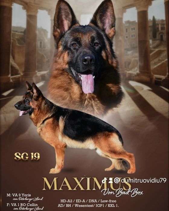 Vand cățel Ciobanesc German.