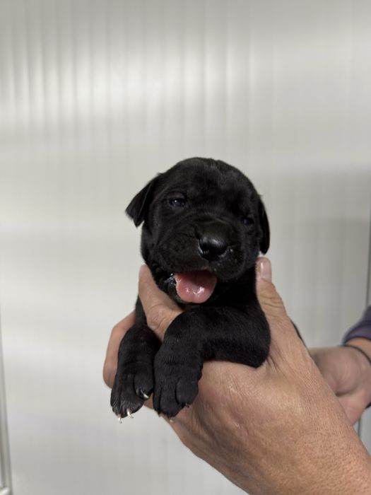 Vand mascul negru cane corso,cu pedigree!