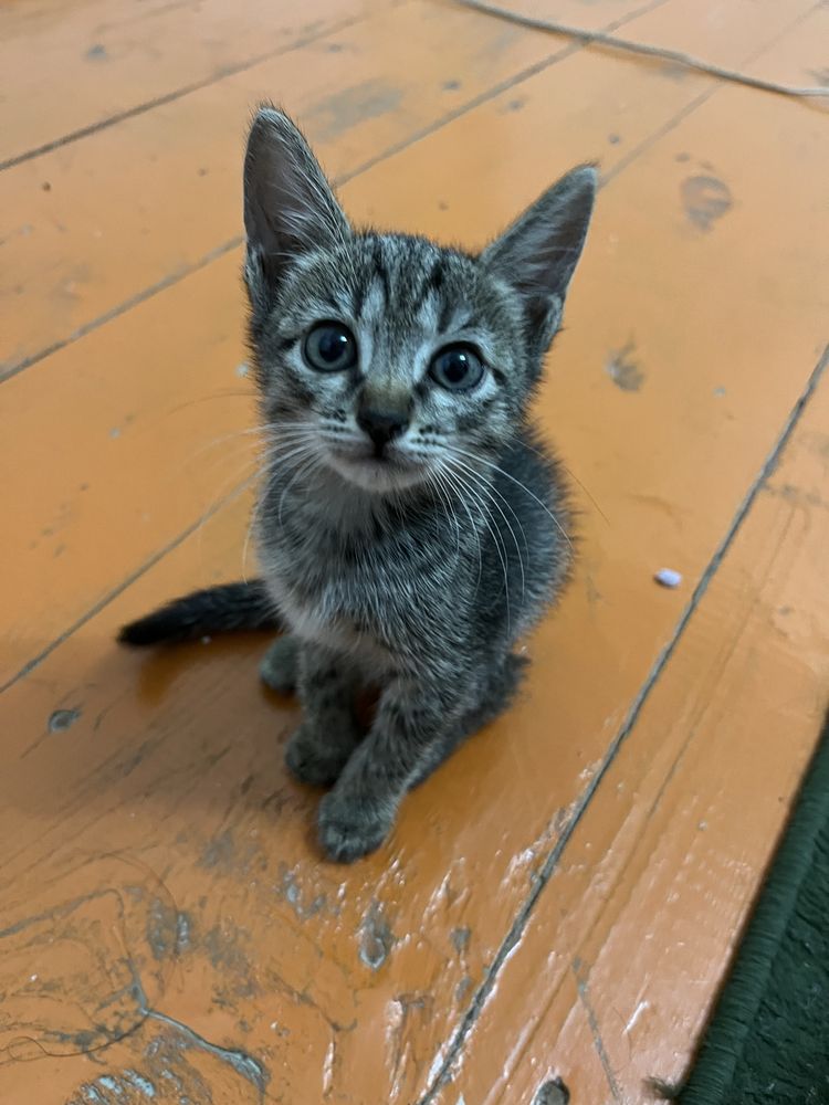 Котенки бесплатно