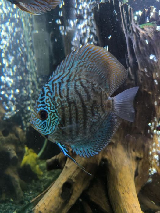 Продам Дискусов, мальки! Дискусы