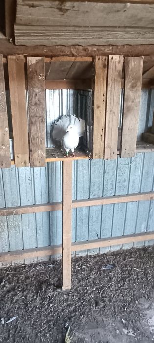 Vând porumbei înfoiați !