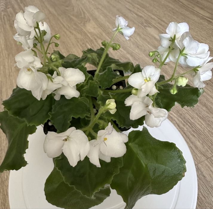 Фиалка белая с синей каемкой