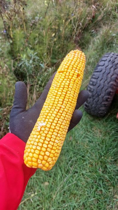 Vând porumb stiulete