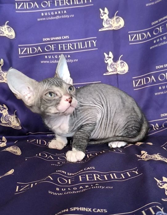 Донски Сфинкс чистокръвно момченце