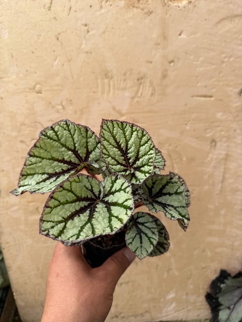Karaleveskiy begonia detkalari