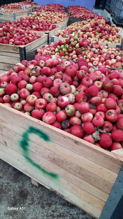 Vând Mere Falticeni