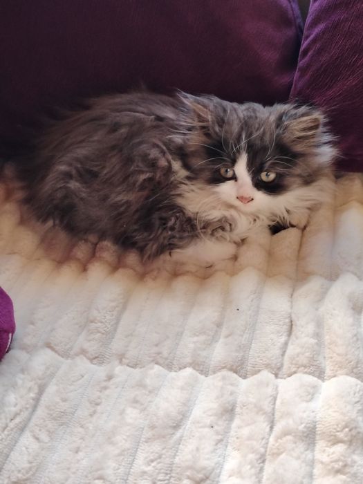 Очарователно персийско котенце