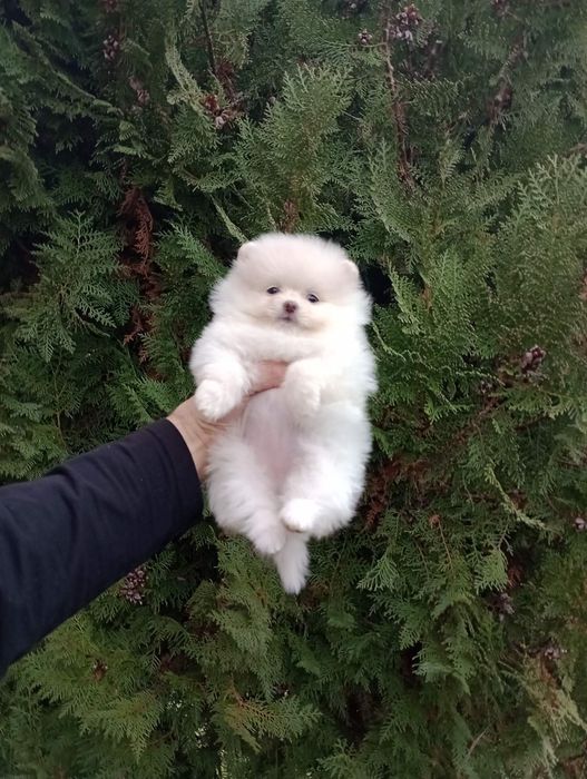 Померания . Момичета